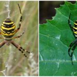 Spider wasp or Argiope Brunnich