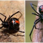 Black widow spider