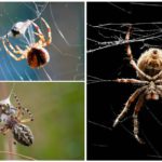 Spider væver et web