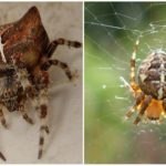 Cruz de araña