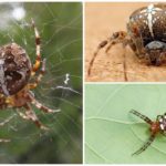 Cruz de araña