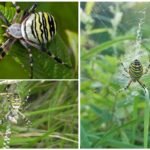 Spider wasp ili Argiope Brunnich