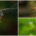 Spinne webt ein Netz