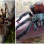 Pavoučí tarantula