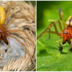 Saco de araña amarilla