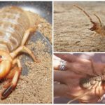 Camel Spider (Solpuga, Phalanx Spider)