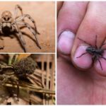 Wolf spiders