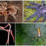 Les plus grandes araignées du monde