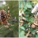 Weaver Spiders