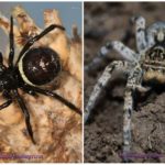 Spiders of Crimea