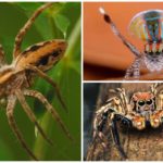 Typer af sikre edderkopper