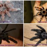 De scariest edderkopper
