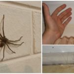 Aranhas na casa