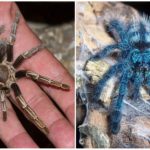 Örümcek tarantula