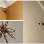 Edderkopper i huset