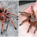 Chilská růžová tarantula