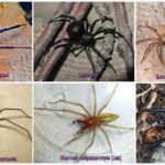 De scariest edderkopper