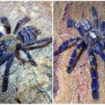 Blå edderkopp tarantula